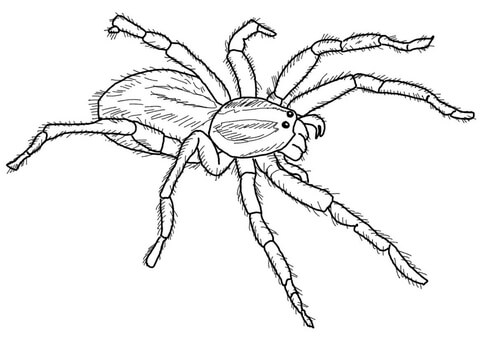 Carolina Wolf Spider Coloring Page